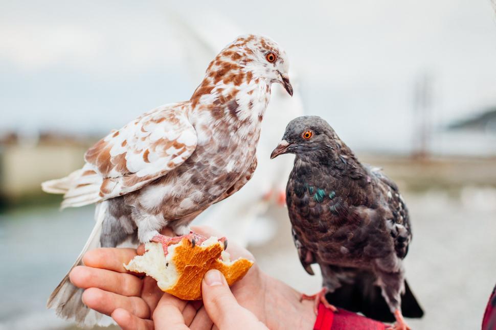 Free Image of Person Holding Two Birds in Hands 