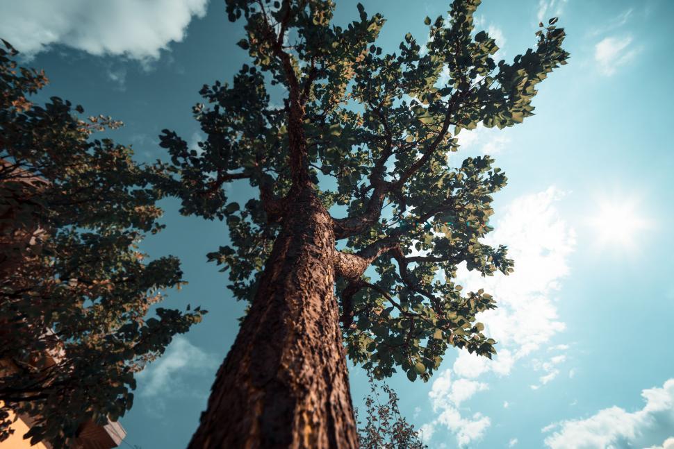 Free Image of Towering Tree in Dense Forest 