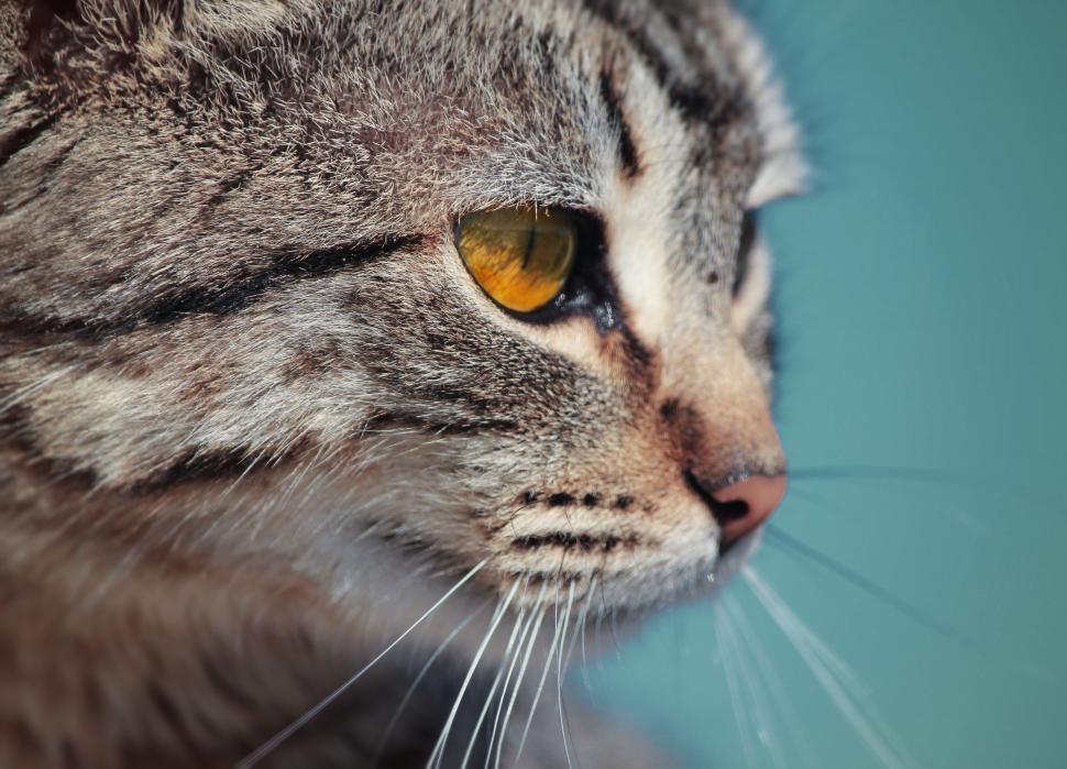 Free Image of Close Up of a Cat With Yellow Eyes 