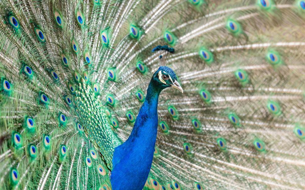 Free Image of Majestic Peacock Displaying Vibrant Feathers 