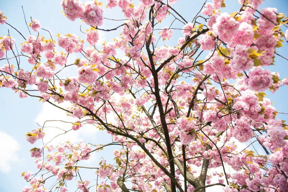 Free Image of Blooming Tree With Pink Flowers 