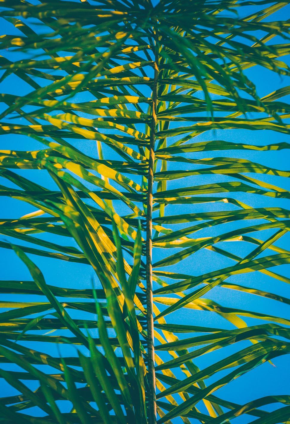 Free Image of Palm Tree Stands Against Blue Sky 