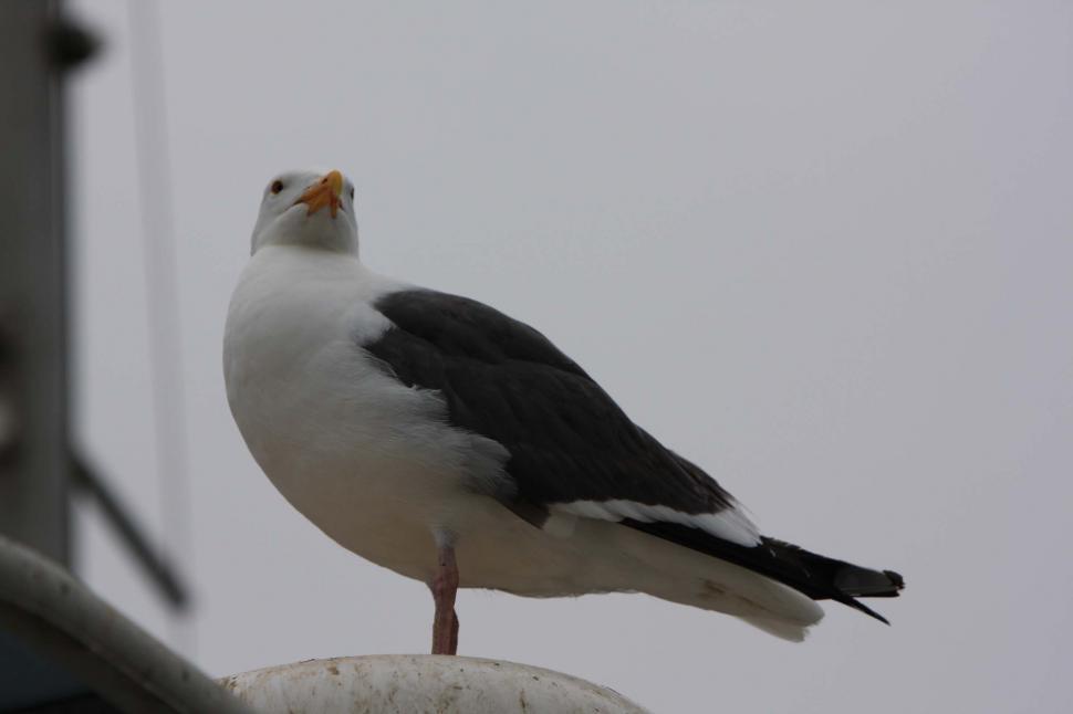 Free Image of gull 