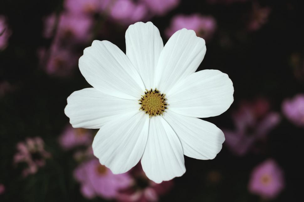 Free Image of White Flower With Yellow Center on Black Background 
