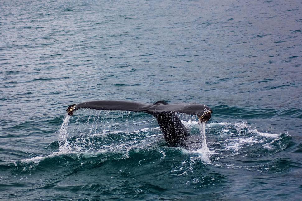 Free Image of Whale Tail Flips Out of the Water 
