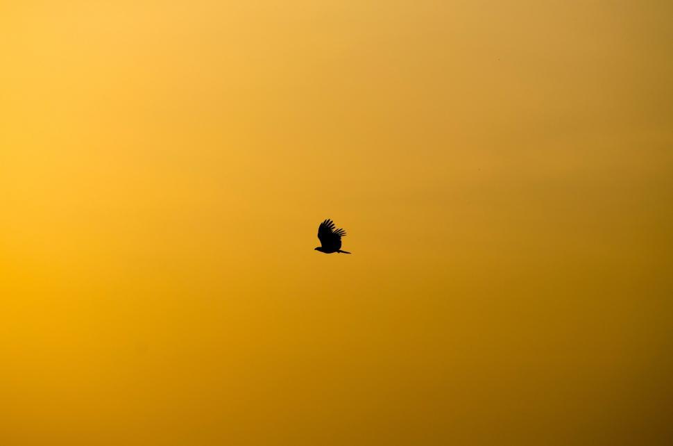 Free Image of Bird Flying in the Sky at Sunset 