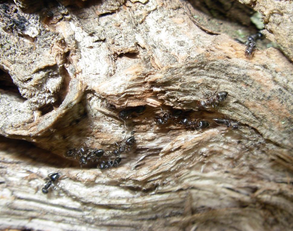 Free Image of Ants 