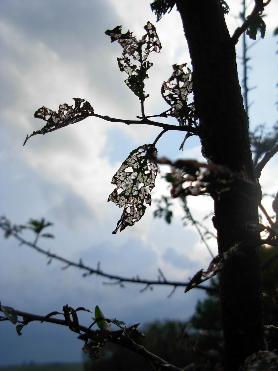 Free Image of Destroyed leaves 