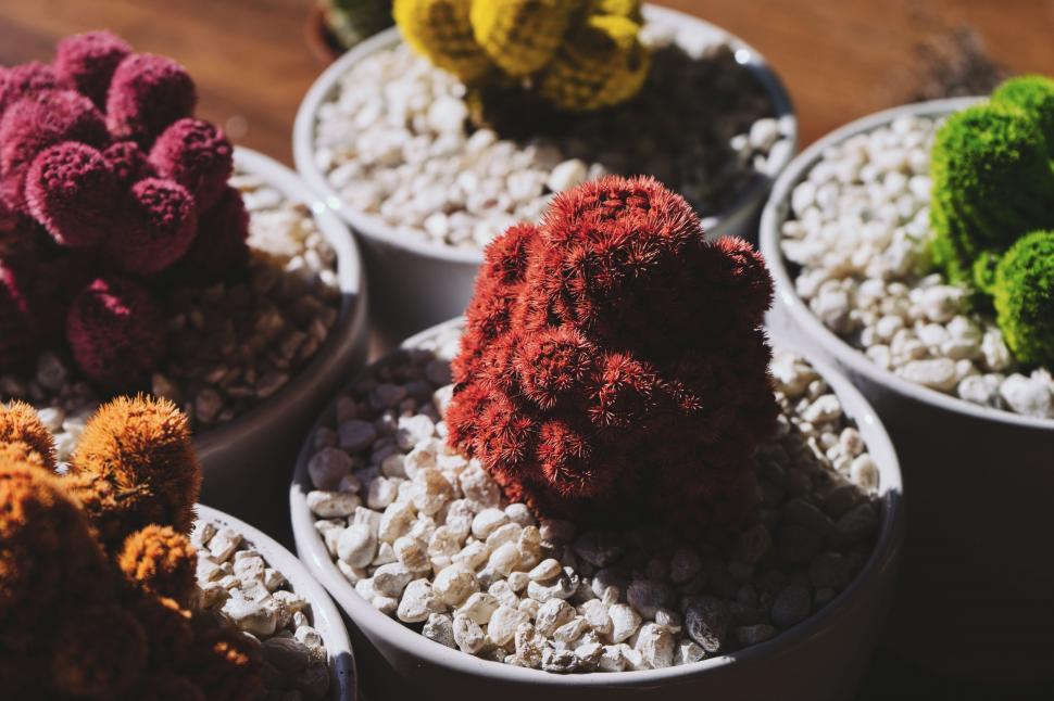 Free Image of Group of Potted Plants on Wooden Table 