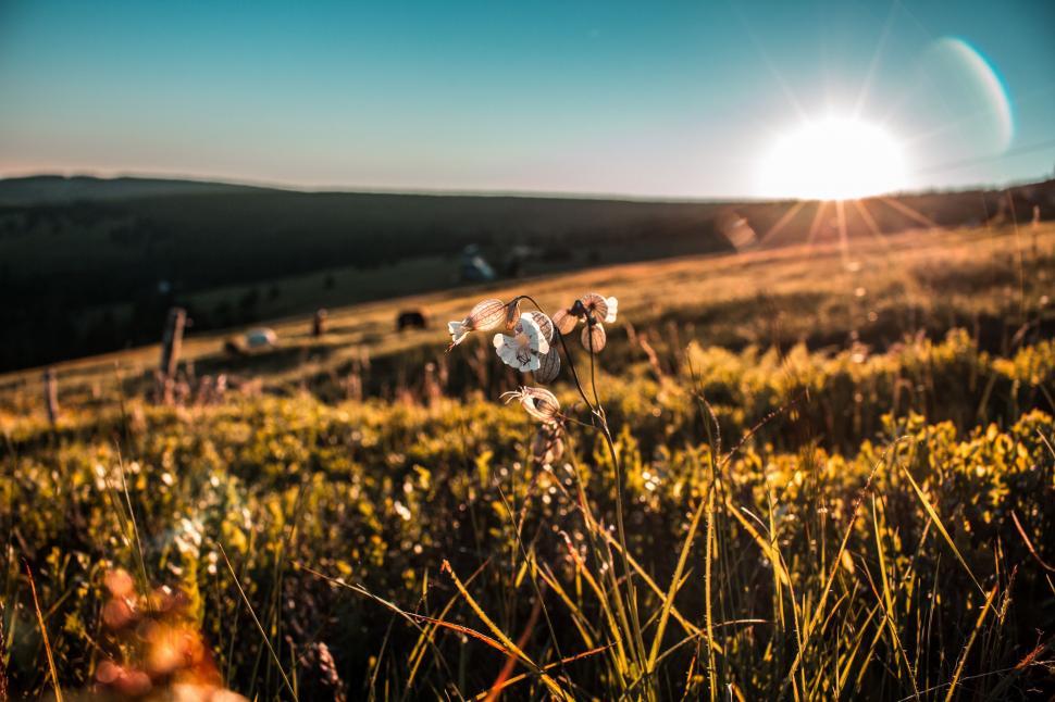 Free Image of The Sun Shines Over a Grassy Field 