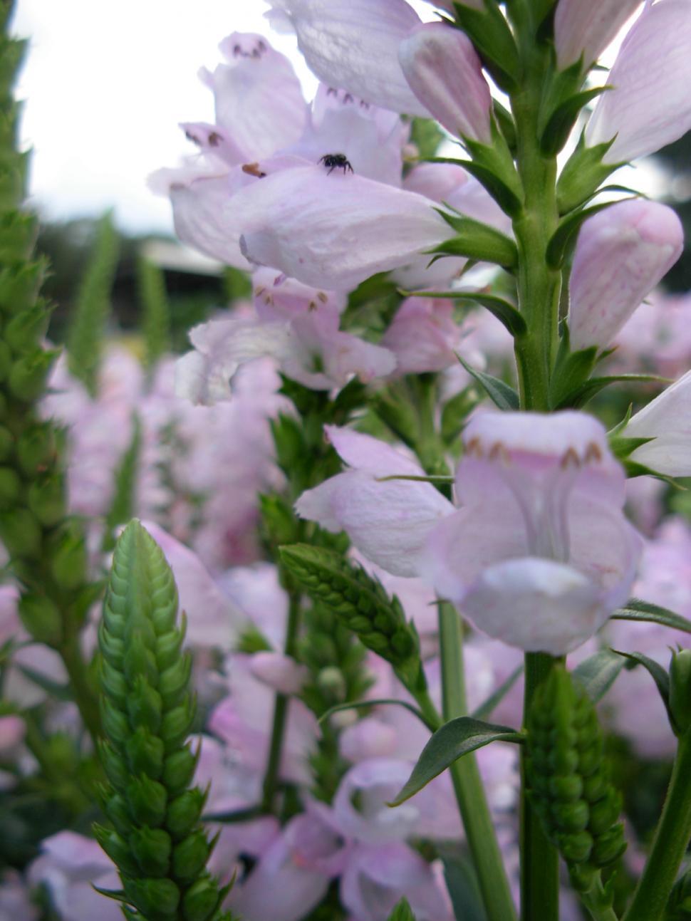 Free Image of Bell flowers 
