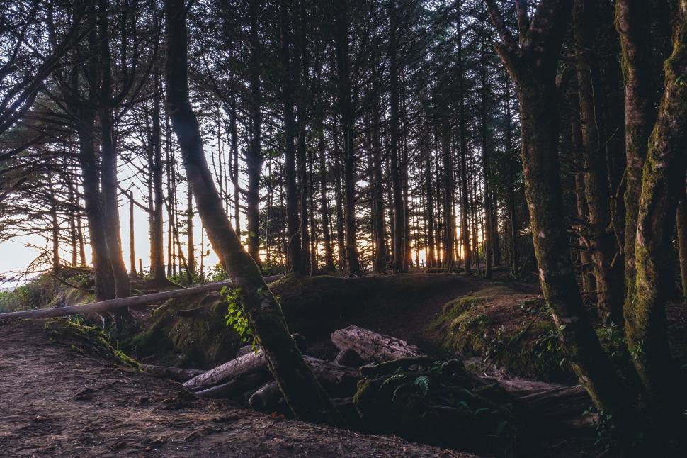 Free Image of Dirt Road Cutting Through Forest 