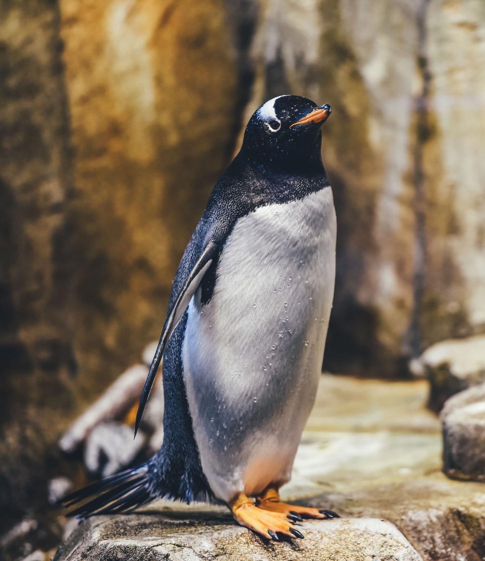 Free Image of Penguin Standing on Rock in Zoo 