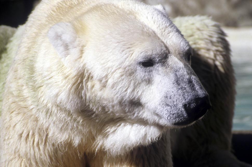Free Image of polar bear 