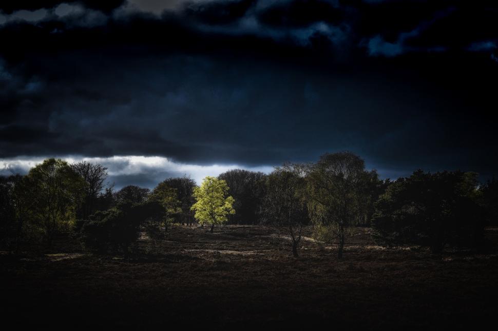 Free Image of Field and Trees in Black and White 