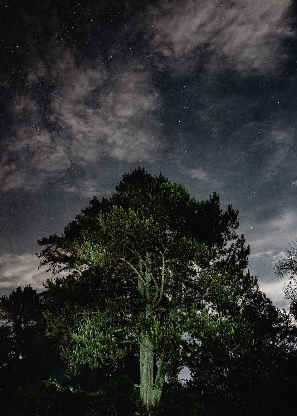 Free Image of Large Green Tree in Forest 