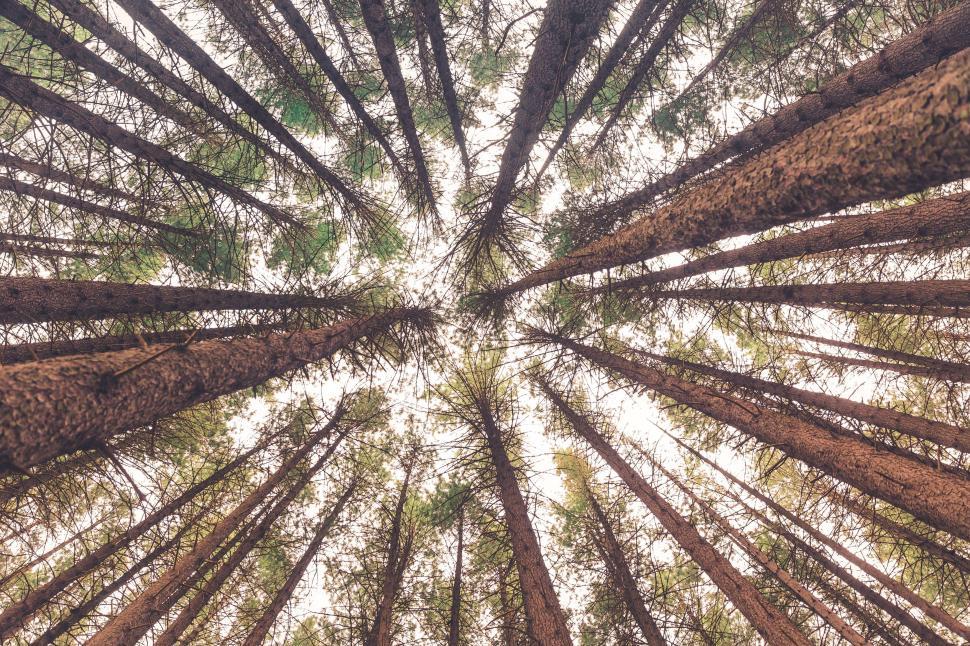 Free Image of Group of Tall Trees in Forest 