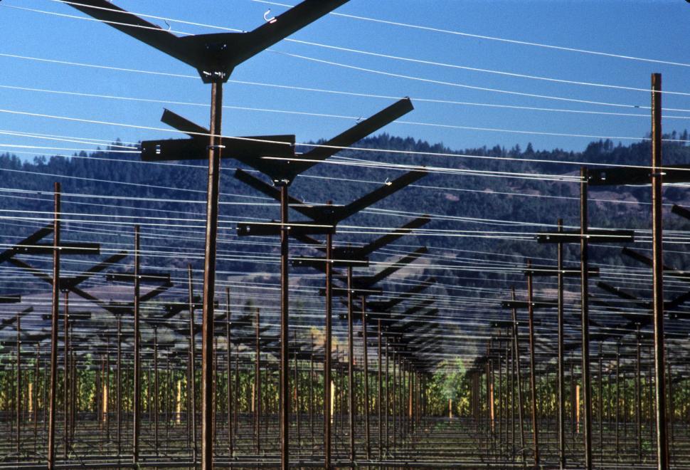 Free Image of vine supports 