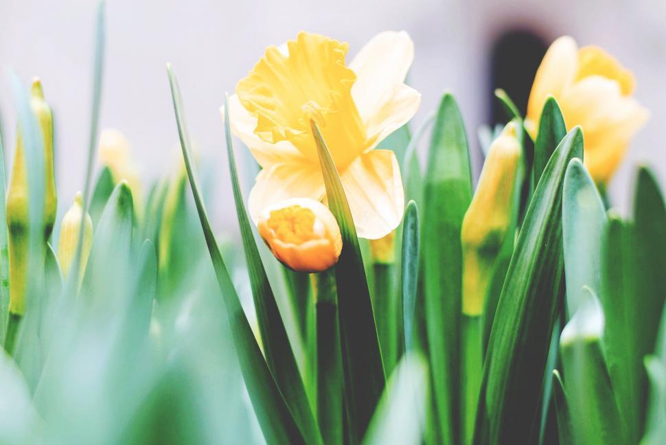 Free Image of Close-Up of a Bunch of Yellow Flowers 
