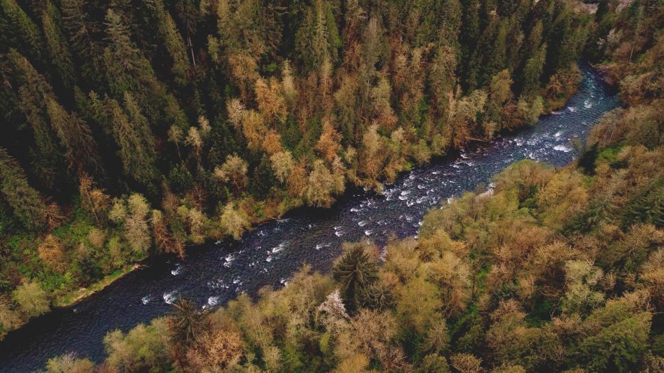 Free Image of River Flowing Through Lush Green Forest 