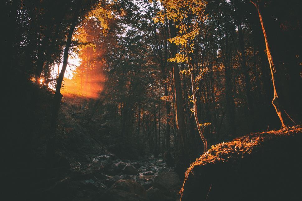 Free Image of Sun Shining Through Trees in Forest 