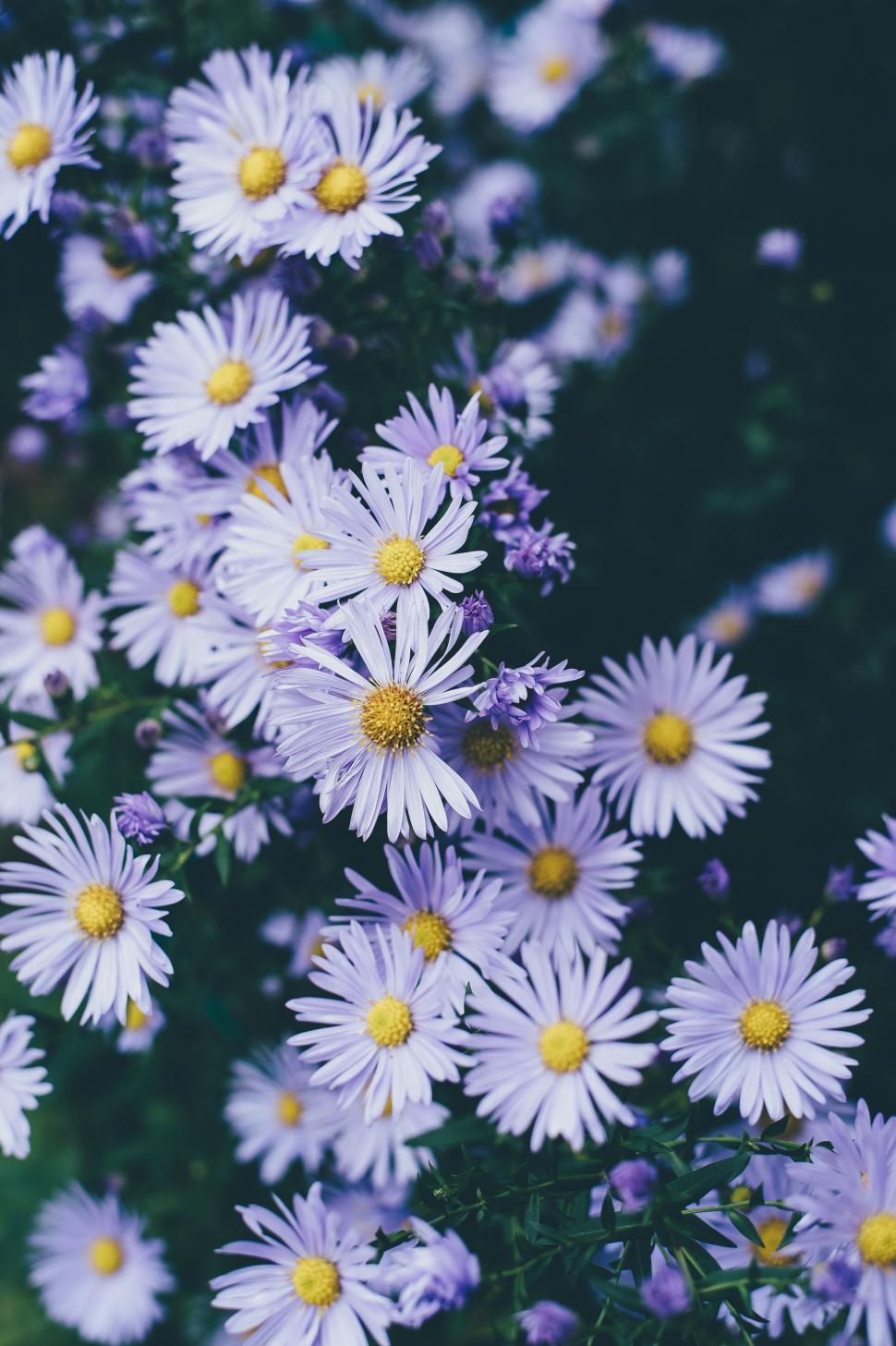 Free Image of White and Yellow Flowers in a Field 