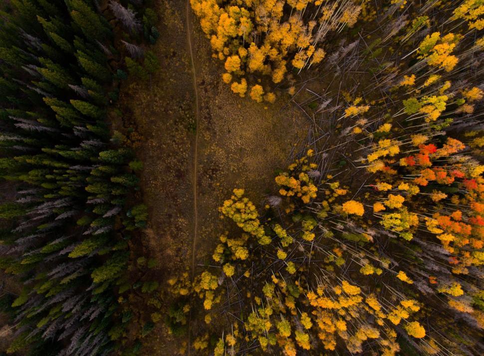 Free Image of Aerial View of Forest With Yellow Trees 