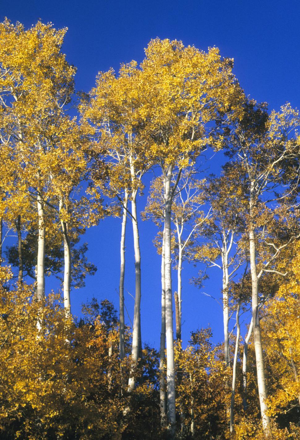 Free Image of aspen forest 