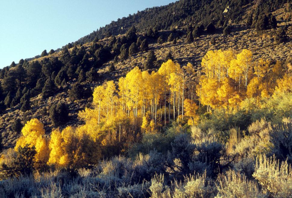 Free Image of aspen grove 
