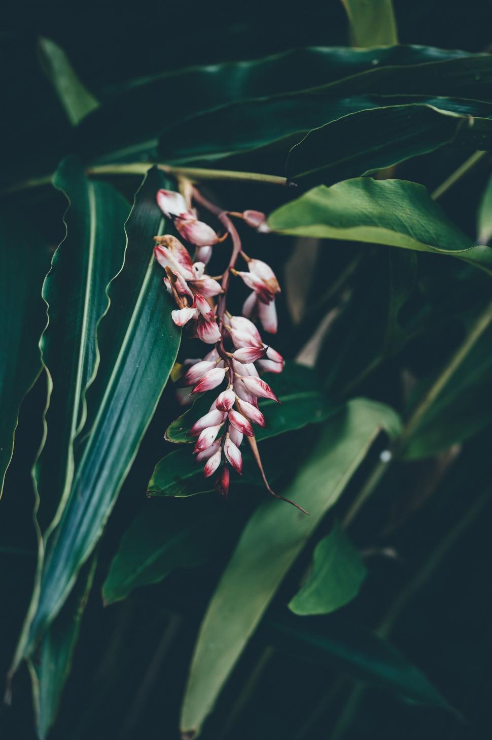 Free Image of Close Up of a Flower on a Plant 