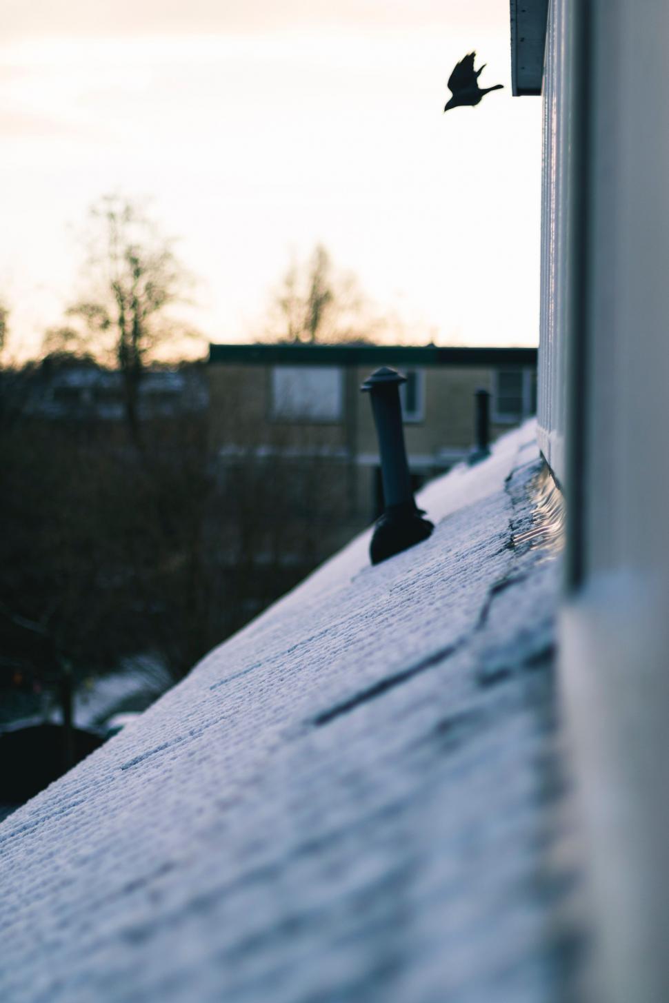 Free Image of Bird Flying Over Roof of Building 