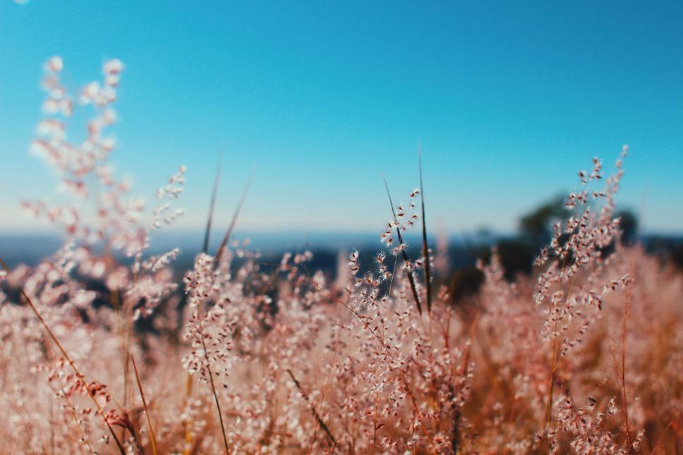 Free Image of Field of Grass With Blue Sky 