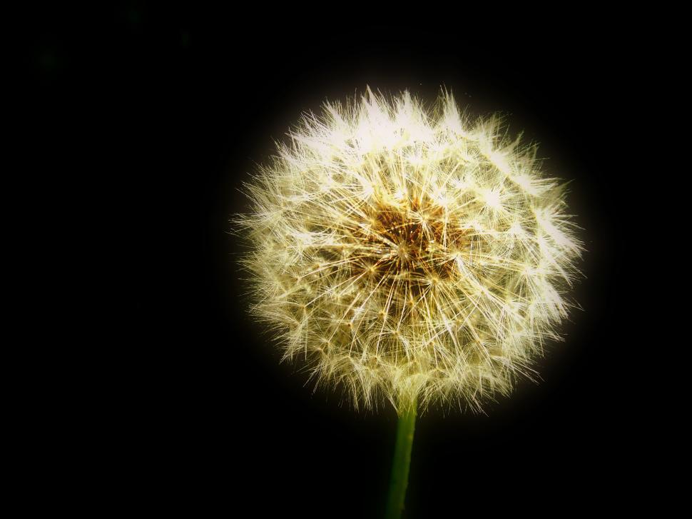 Free Image of the only horse flower 