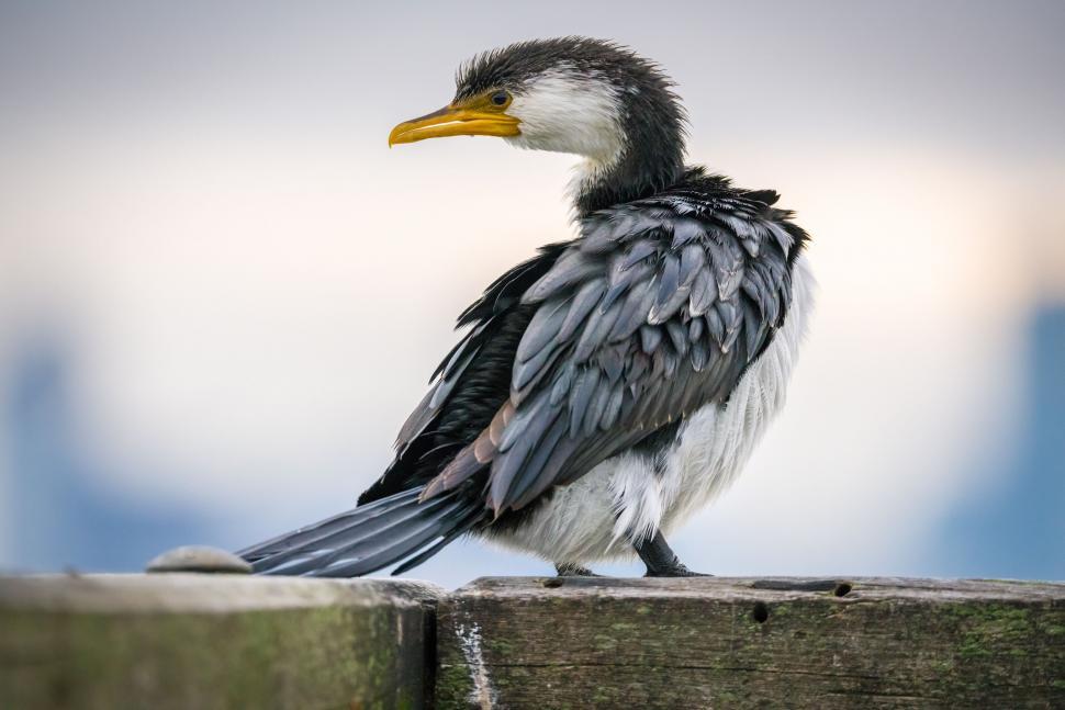 Free Image of Bird Perched on Wooden Post 