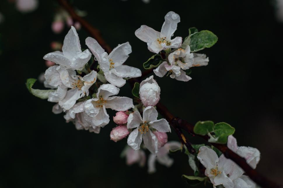 Free Image of Branch With White Flowers and Green Leaves 