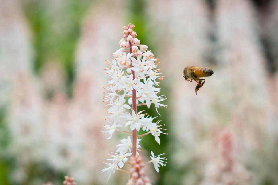 Free Image of Bee Pollinating Flower Close-Up 