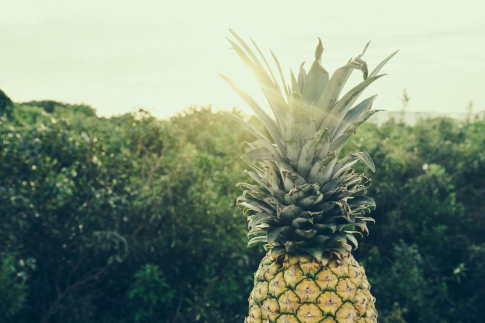 Free Image of Pineapple on Wooden Table 