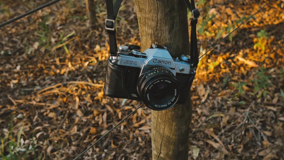 Free Image of Camera Mounted on Tree in Forest 