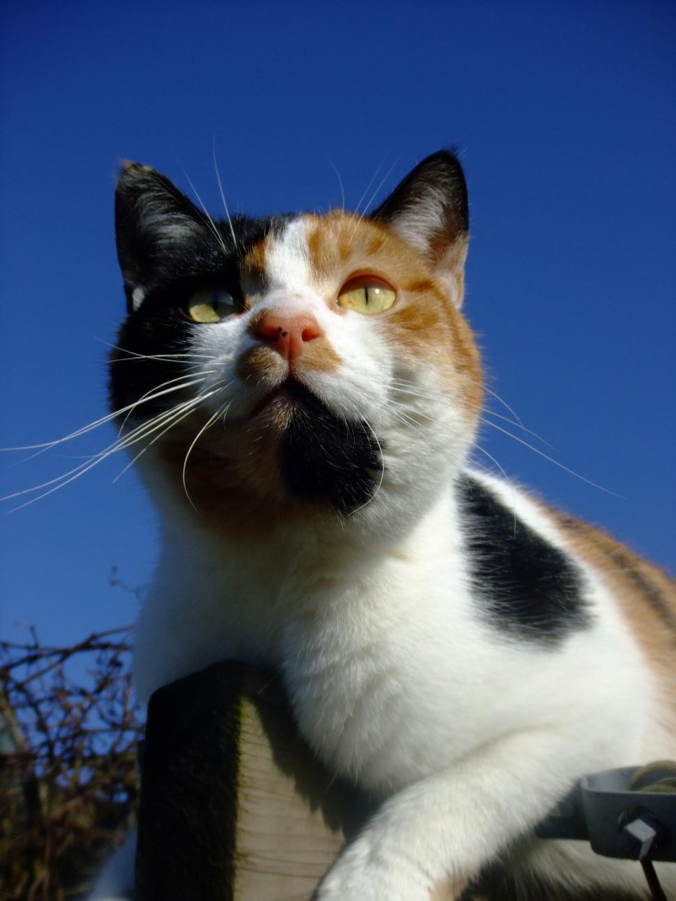 Free Image of the looking out cat 