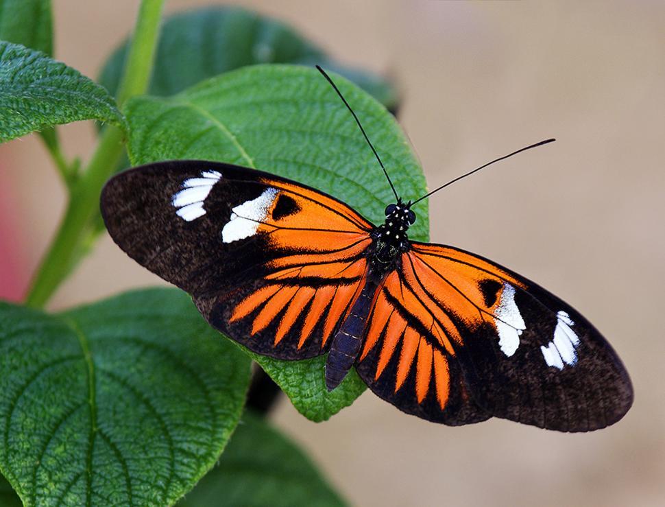 Free Image of Orange & Black 