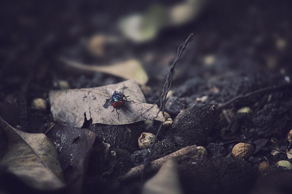 Free Image of Leaf on the Ground 