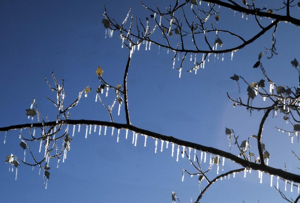 Free Image of frozen branches 