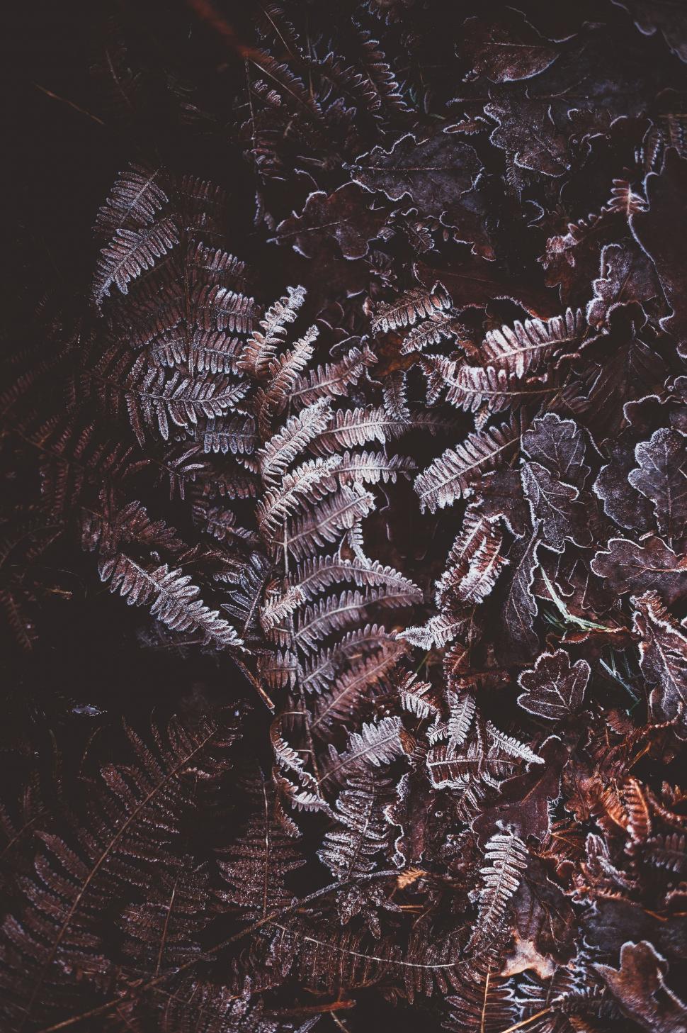 Free Image of Piles of Fallen Leaves on the Ground 