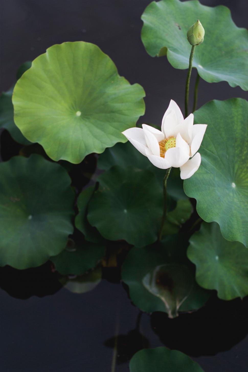 Free Image of White Flower on Green Leafy Plant 
