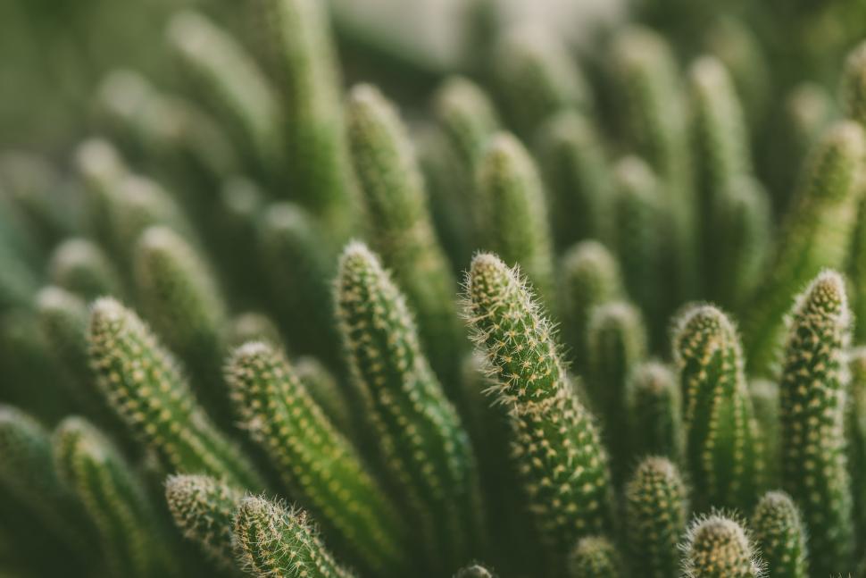 Free Image of Close-Up of Lush Green Plant With Abundant Leaves 