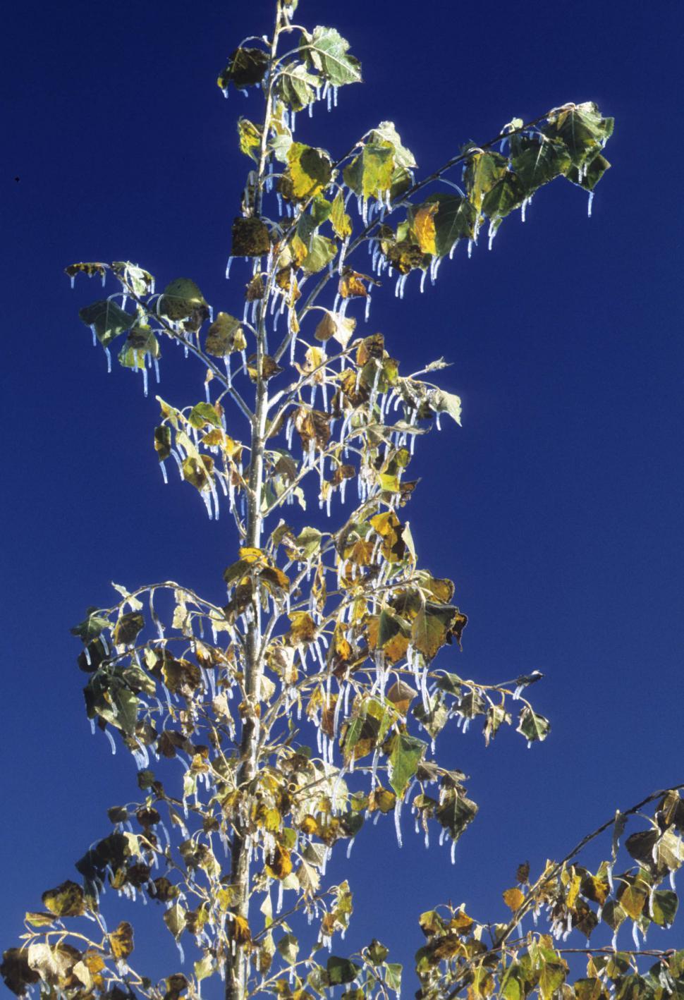 Free Image of icicles on tree 