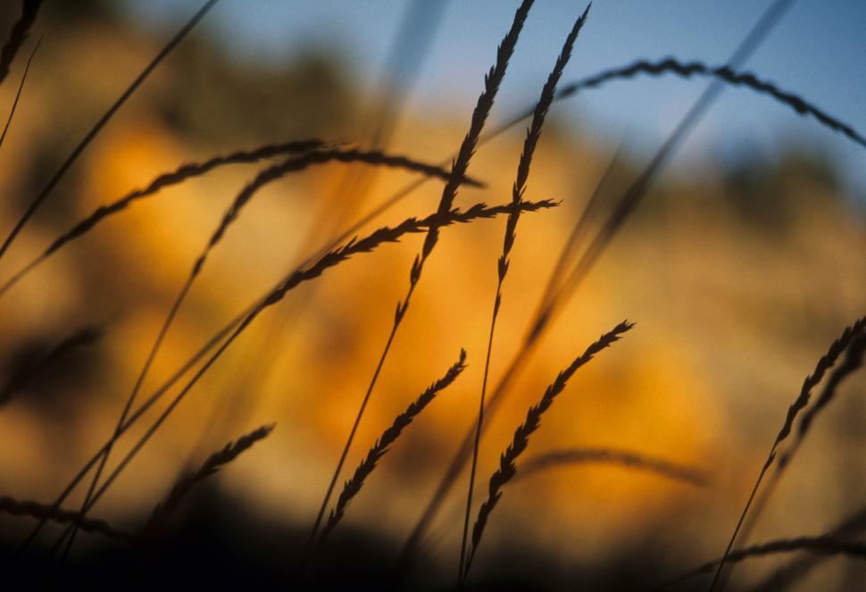 Free Image of plant stalk silhouettes 