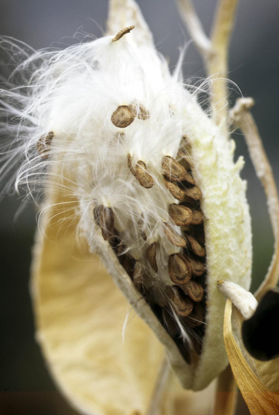 Free Image of seed pod bursting open 