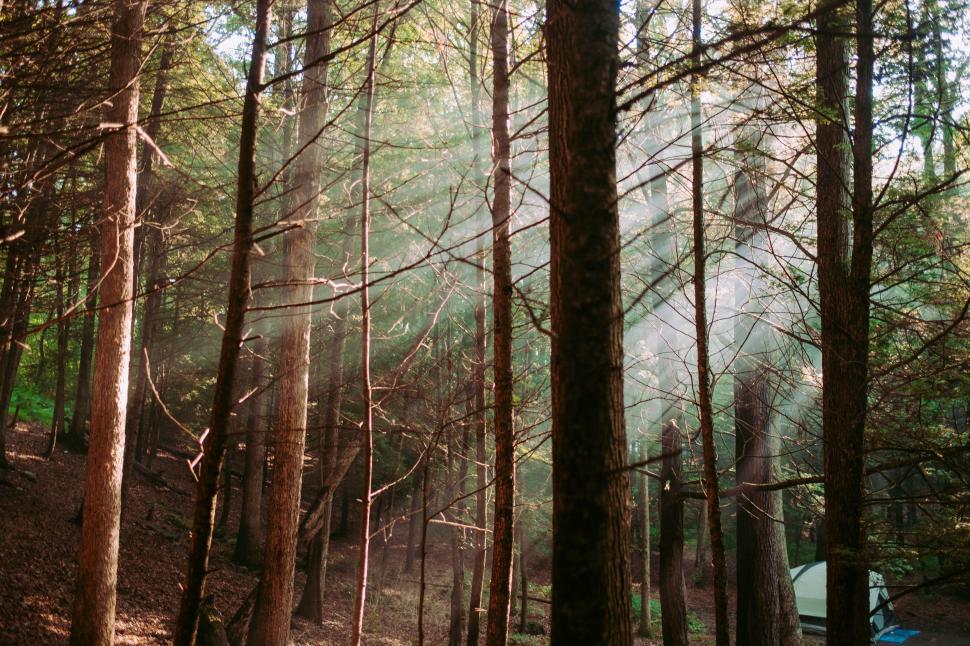 Free Image of Tent Set Up in Forest Clearing 
