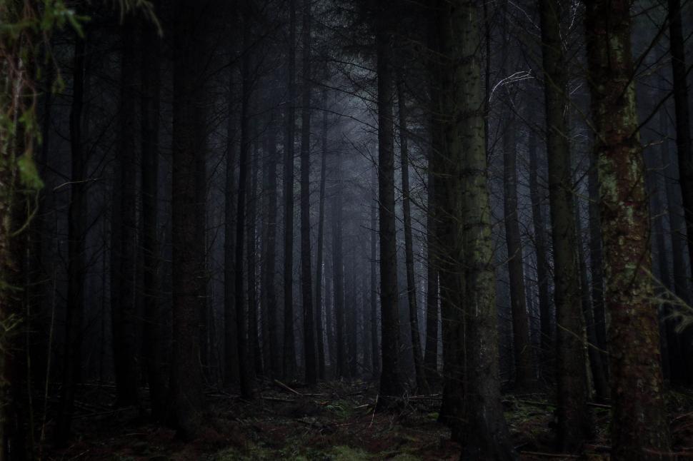 Free Image of Dense Forest Canopy Filled With Trees 